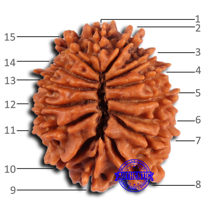 15 Mukhi Rudraksha from Nepal - Bead No. 81