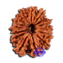 Load image into Gallery viewer, 15 Mukhi Rudraksha from Nepal - Bead No. 81
