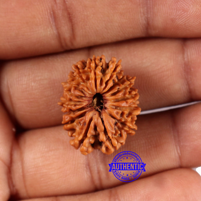 15 Mukhi Rudraksha from Nepal - Bead No. 81