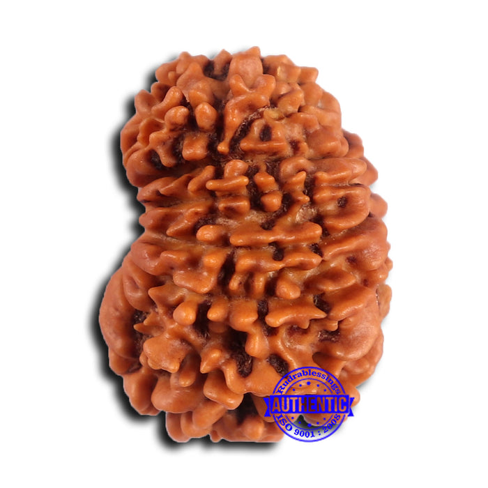 15 Mukhi Rudraksha from Nepal - Bead No. 81
