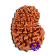 Load image into Gallery viewer, 15 Mukhi Rudraksha from Nepal - Bead No. 81
