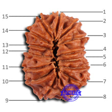 Load image into Gallery viewer, 15 Mukhi Rudraksha from Nepal - Bead No. 82
