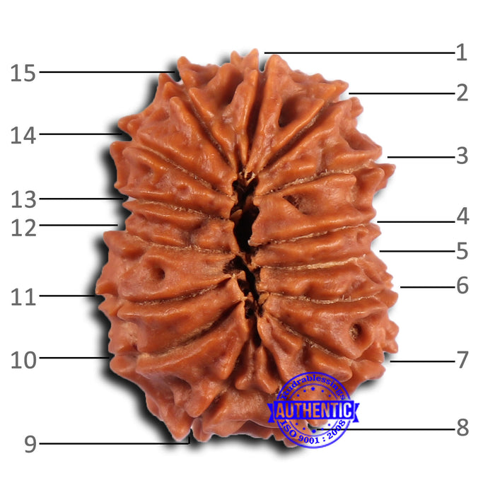 15 Mukhi Rudraksha from Nepal - Bead No. 82