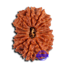 Load image into Gallery viewer, 15 Mukhi Rudraksha from Nepal - Bead No. 82
