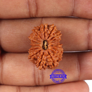 15 Mukhi Rudraksha from Nepal - Bead No. 82