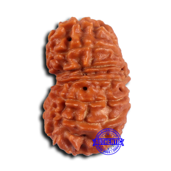 15 Mukhi Rudraksha from Nepal - Bead No. 82