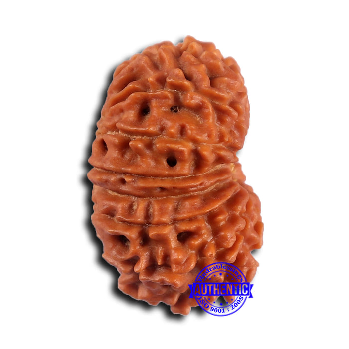 15 Mukhi Rudraksha from Nepal - Bead No. 82