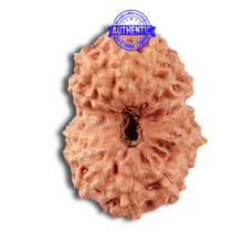 Load image into Gallery viewer, 14 mukhi Indonesian Rudraksha -  Bead No. 160
