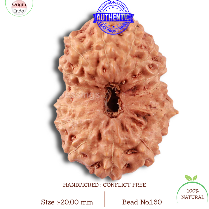 14 mukhi Indonesian Rudraksha -  Bead No. 160