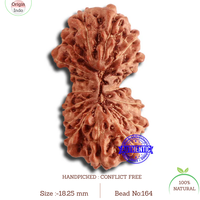 17 Mukhi Gaurishankar Rudraksha from Indonesia - Bead No. 164