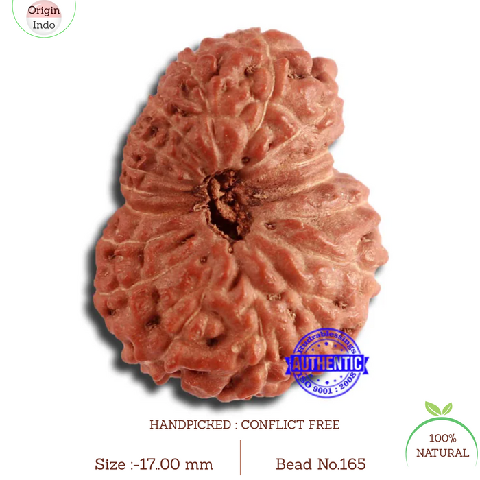 17 Mukhi Rudraksha from Indonesia - Bead No. 165