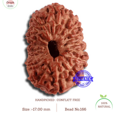 Load image into Gallery viewer, 17 Mukhi Rudraksha from Indonesia - Bead No. 166
