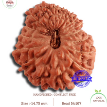 Load image into Gallery viewer, 17 Mukhi Rudraksha from Indonesia - Bead No. 167
