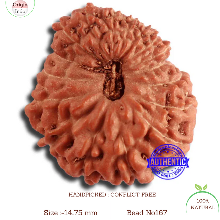 17 Mukhi Rudraksha from Indonesia - Bead No. 167