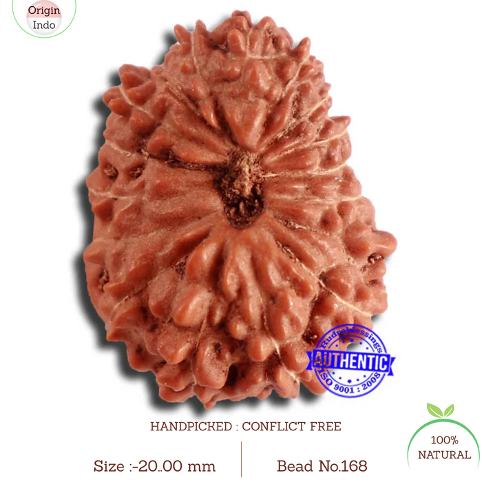 17 Mukhi Rudraksha from Indonesia - Bead No. 168