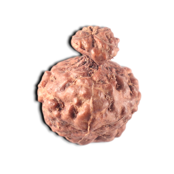 Indonesian Garbh Gauri Rudraksha - Bead No. 16