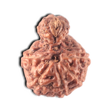 Load image into Gallery viewer, Indonesian Garbh Gauri Rudraksha - Bead No. 16
