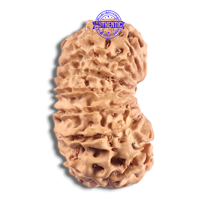 16 Mukhi Rudraksha from Nepal - Bead No. 127