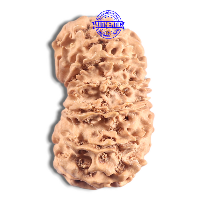 16 Mukhi Rudraksha from Nepal - Bead No. 127