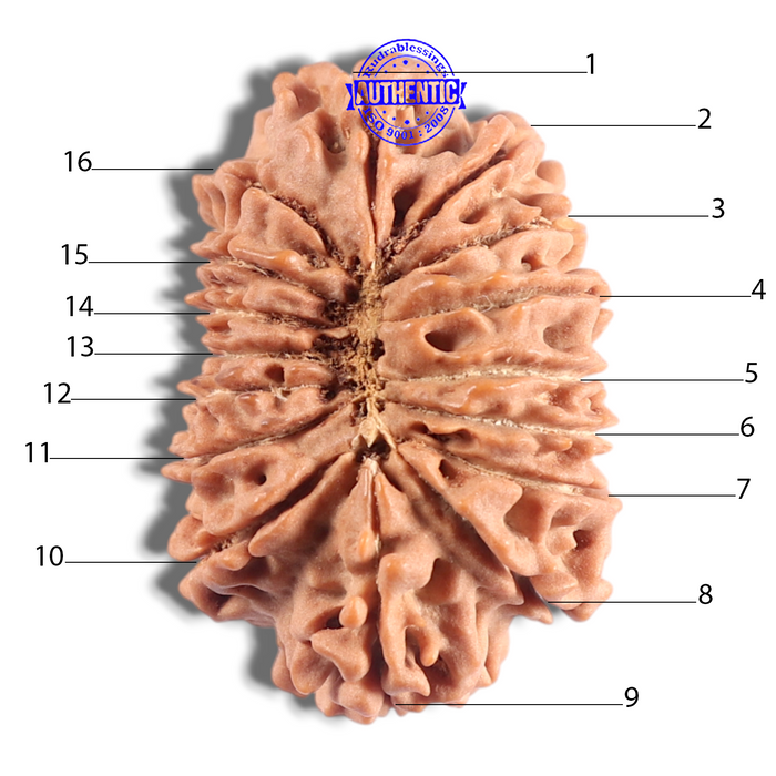 16 Mukhi Rudraksha from Nepal - Bead No. 128
