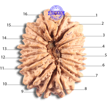 Load image into Gallery viewer, 16 Mukhi Rudraksha from Nepal - Bead No. 129
