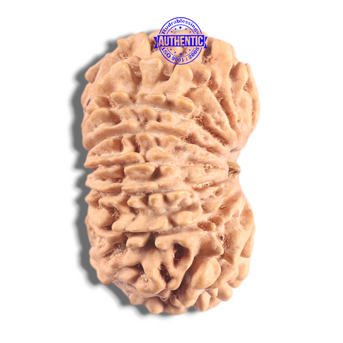 16 Mukhi Rudraksha from Nepal - Bead No. 129