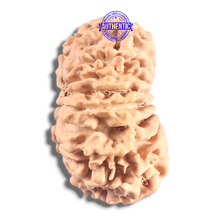 Load image into Gallery viewer, 16 Mukhi Rudraksha from Nepal - Bead No. 130
