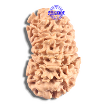 Load image into Gallery viewer, 16 Mukhi Rudraksha from Nepal - Bead No. 130
