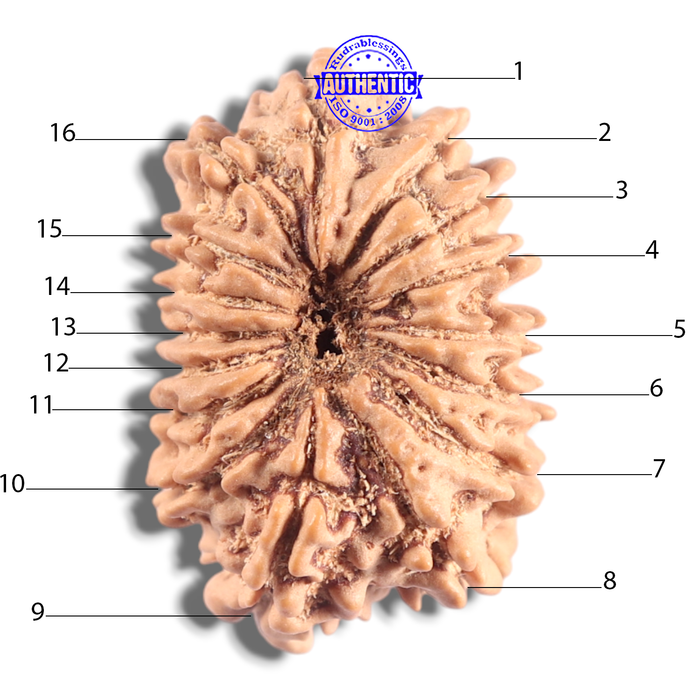 16 Mukhi Rudraksha from Nepal - Bead No. 131