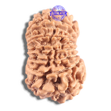 Load image into Gallery viewer, 16 Mukhi Rudraksha from Nepal - Bead No. 131
