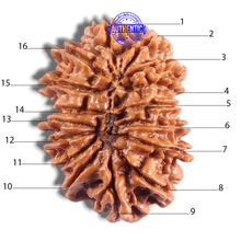 Load image into Gallery viewer, 16 Mukhi Rudraksha from Nepal - Bead No. 132
