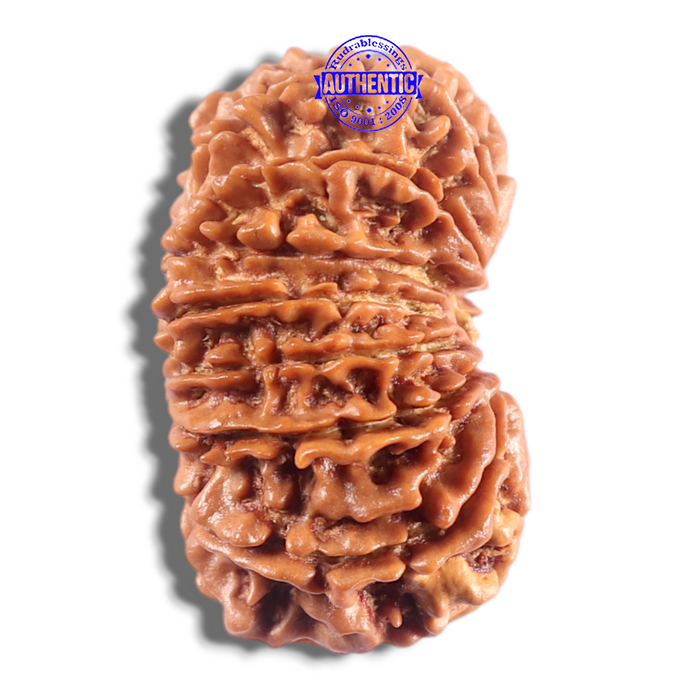 16 Mukhi Rudraksha from Nepal - Bead No. 132