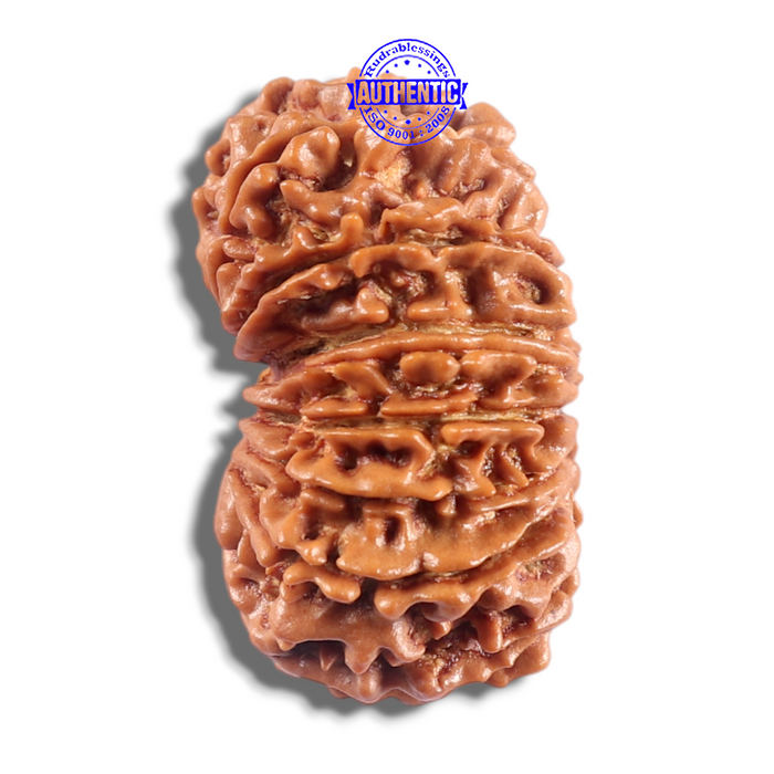 16 Mukhi Rudraksha from Nepal - Bead No. 132