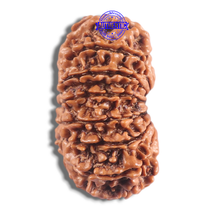 16 Mukhi Rudraksha from Nepal - Bead No. 133