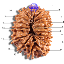 Load image into Gallery viewer, 16 Mukhi Rudraksha from Nepal - Bead No. 134
