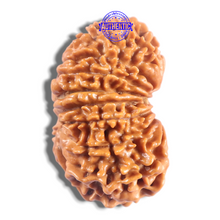 Load image into Gallery viewer, 16 Mukhi Rudraksha from Nepal - Bead No. 134
