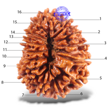 Load image into Gallery viewer, 16 Mukhi Rudraksha from Nepal - Bead No. 122
