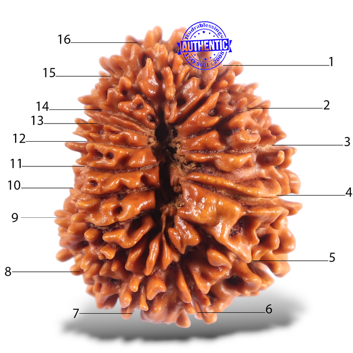 16 Mukhi Rudraksha from Nepal - Bead No. 122
