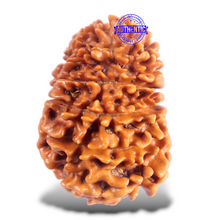 Load image into Gallery viewer, 16 Mukhi Rudraksha from Nepal - Bead No. 122
