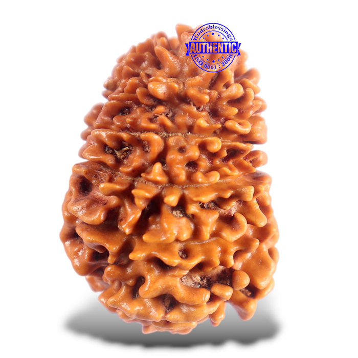 16 Mukhi Rudraksha from Nepal - Bead No. 122