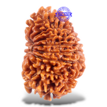 Load image into Gallery viewer, 16 Mukhi Rudraksha from Nepal - Bead No. 122

