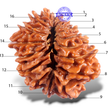 Load image into Gallery viewer, 16 Mukhi Rudraksha from Nepal - Bead No. 123
