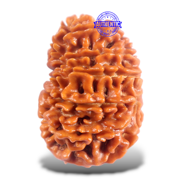 16 Mukhi Rudraksha from Nepal - Bead No. 123
