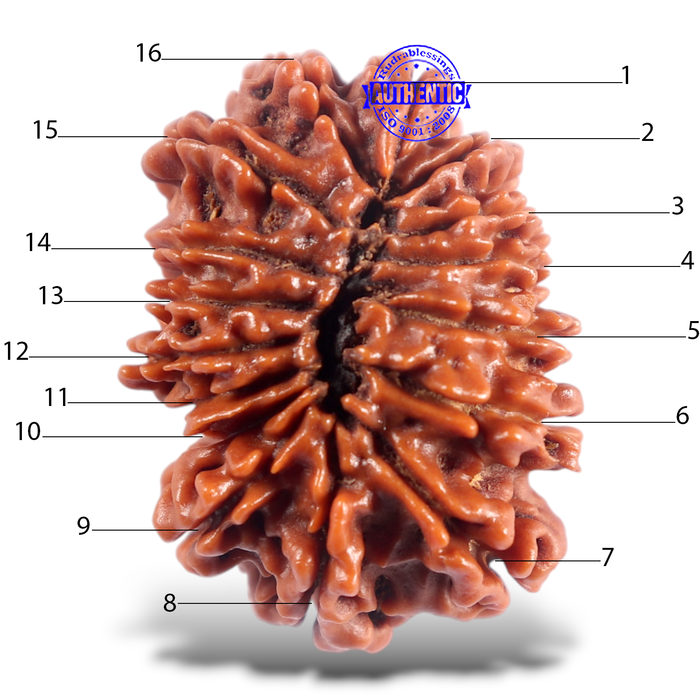 16 Mukhi Rudraksha from Nepal - Bead No. 124