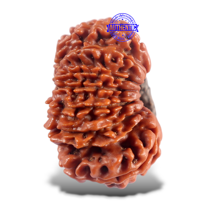 16 Mukhi Rudraksha from Nepal - Bead No. 124