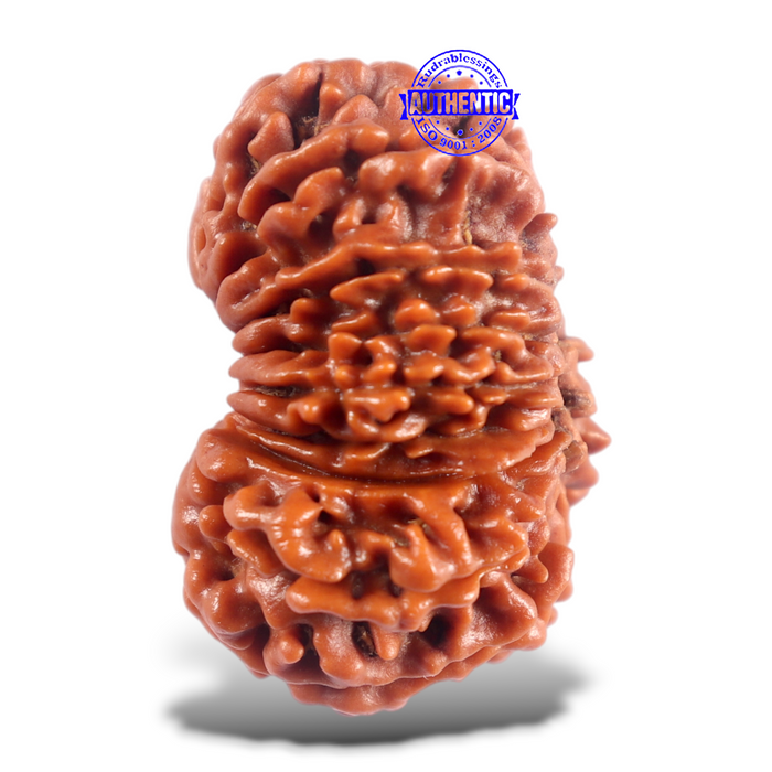 16 Mukhi Rudraksha from Nepal - Bead No. 124
