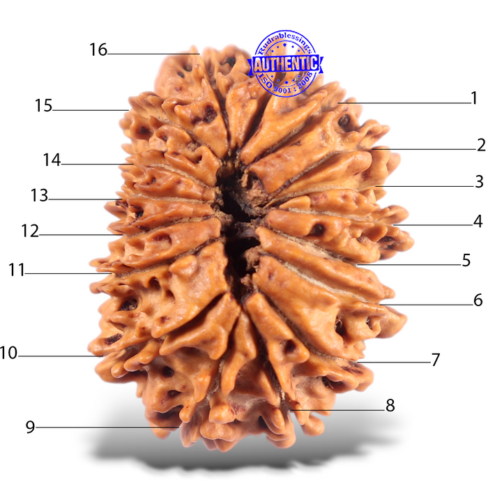 16 Mukhi Rudraksha from Nepal - Bead No. 125
