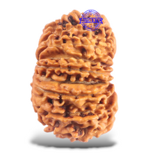 Load image into Gallery viewer, 16 Mukhi Rudraksha from Nepal - Bead No. 125
