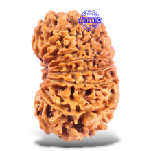 Load image into Gallery viewer, 16 Mukhi Rudraksha from Nepal - Bead No. 125
