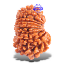 Load image into Gallery viewer, 16 Mukhi Rudraksha from Nepal - Bead No. 126
